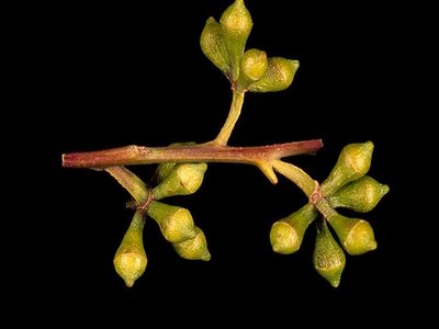 Rose Gum
