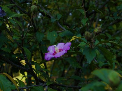 Rose of Sharon