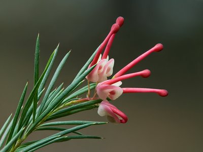 Rosmarinifolia