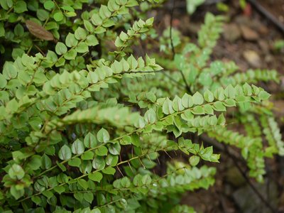 Round Leaf Caper