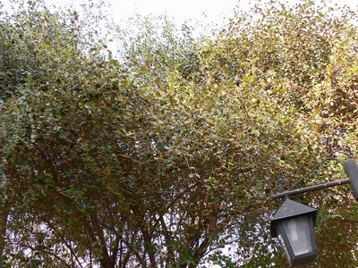 Round Leaf Rhamnus