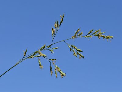 Rubra