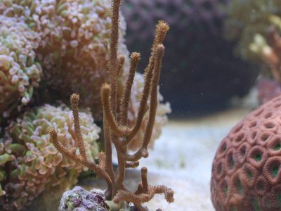 Rumphella