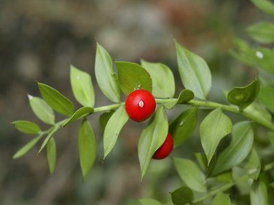 Ruscus