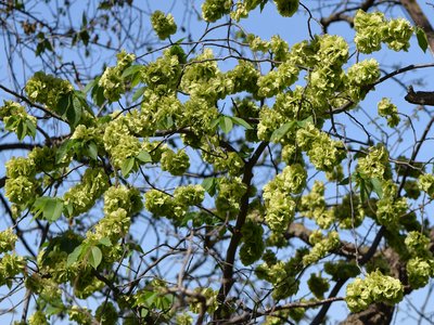 Rust Elm