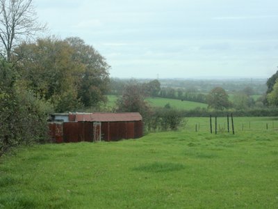 Rusty Beech