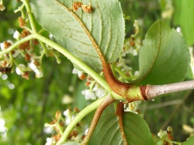 Rusty Blackhaw