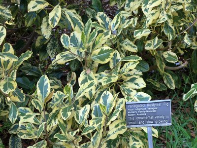 Rustyleaf Fig