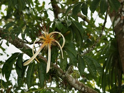 Saba Tree