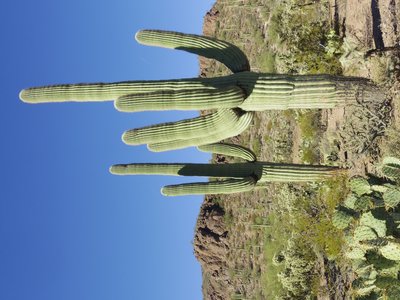 Saguaro