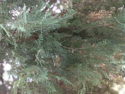 Saharan Cypress