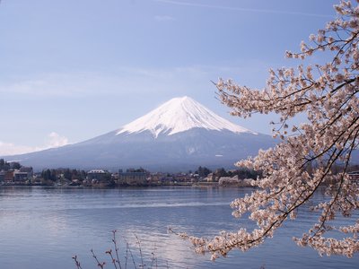 Sakura