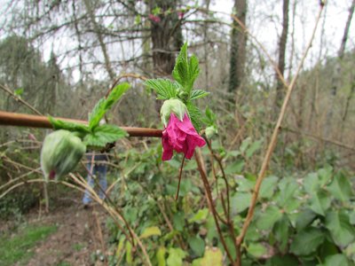 Salmon Berry