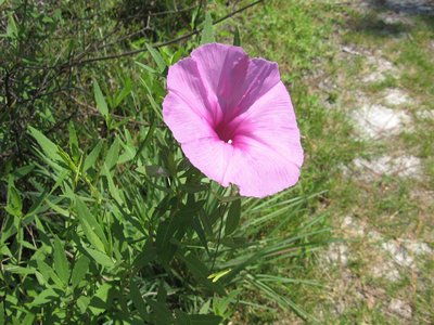 Saltmarsh Morning Glory