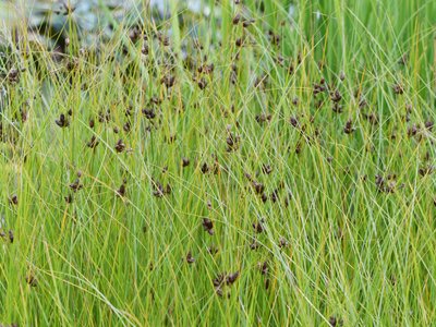 Saltmarsh Sedge