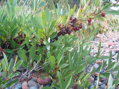 Sand Cherry