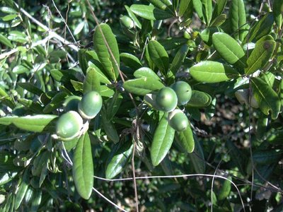 Sand Live Oak