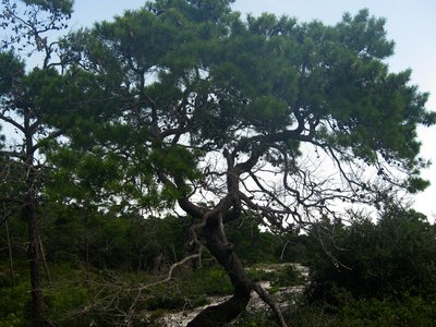 Sand Pine