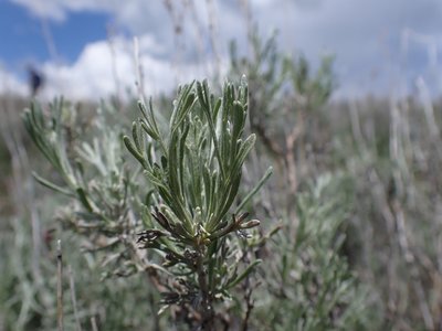 Sand Sagebrush