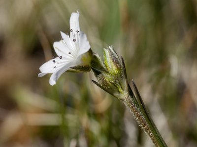 Sandwort