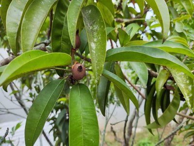 Sapodilla