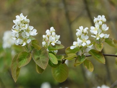 Saskatoon Serviceberry