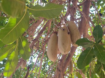 Sausage Tree