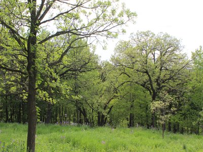 Savanna Oak