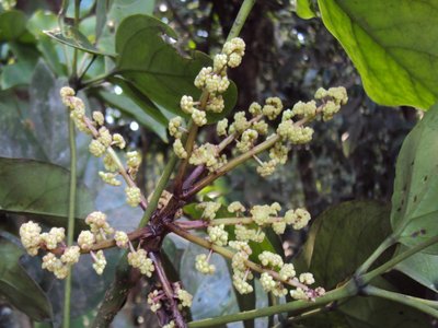 Schefflera