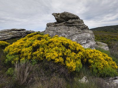 Scotch Broom