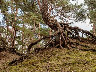 Scotch Pine