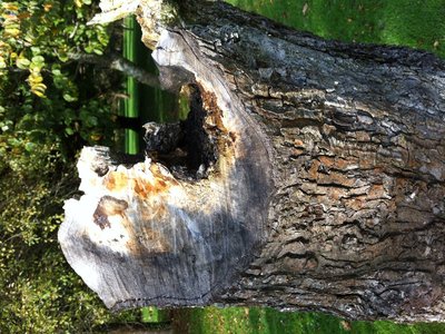Screaming Tree