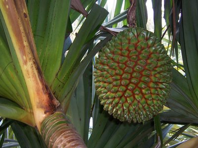 Screwpine