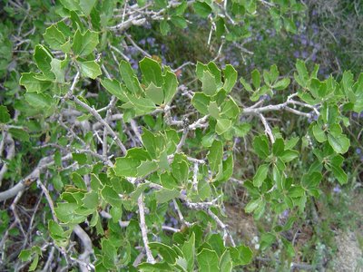 Scrub Oak