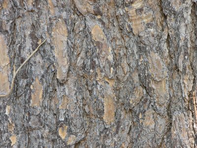 Scrub Pine