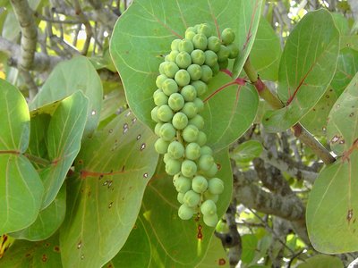 Sea Grape