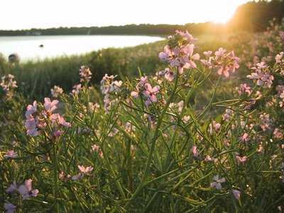 Sea Rocket