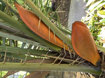 Senegal Date Palm