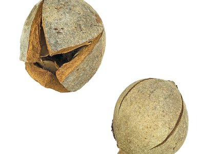 Senegal Mahogany