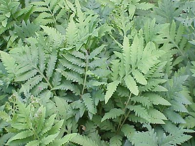 Sensitive Fern