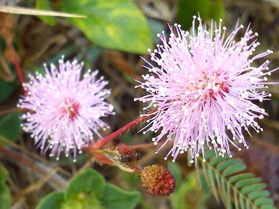 Sensitive Plant