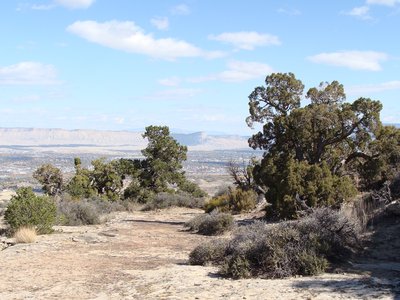 Serpent Juniper