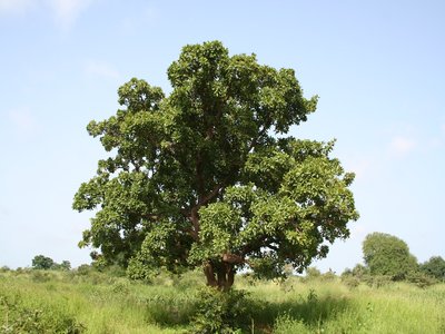 Shea Tree