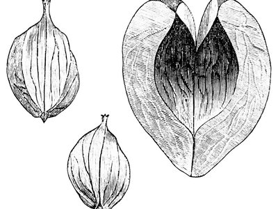 Shell Bark Hickory