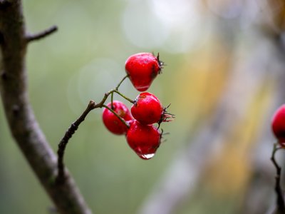 Shenandoah Hawthorn