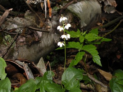 Shinleaf