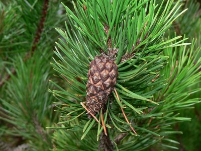 Shore Pine