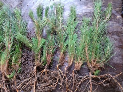 Shortleaf Pine
