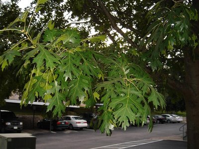 Shumard Oak