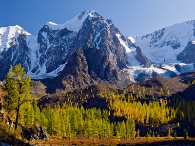 Siberian Larch
